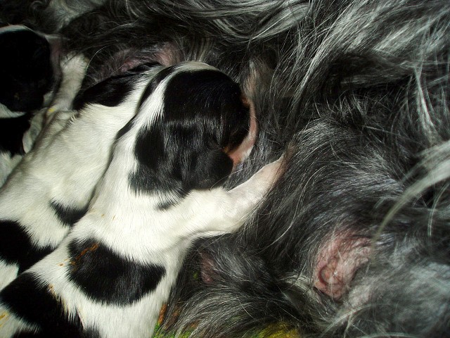 Prvý týždeň, január 2011